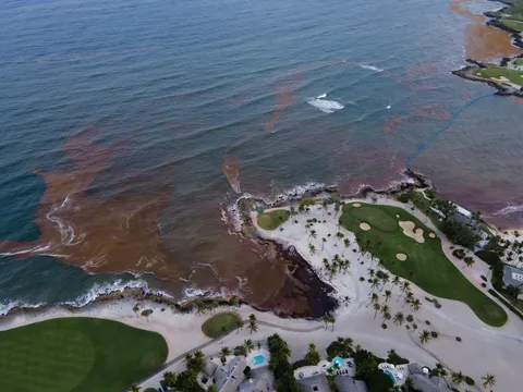 Sargazo — CAP CANA (Este)
